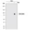 Ribosomal Protein S6 Kinase A1 antibody, MAB79672, Novus Biologicals, Western Blot image 