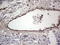 Adiponectin, C1Q And Collagen Domain Containing antibody, LS-C339237, Lifespan Biosciences, Immunohistochemistry frozen image 