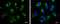 Heat Shock Protein 90 Beta Family Member 1 antibody, GTX103232, GeneTex, Immunofluorescence image 