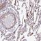 TBC1 Domain Family Member 20 antibody, HPA043613, Atlas Antibodies, Immunohistochemistry paraffin image 