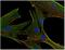 Clathrin Heavy Chain antibody, GTX80218, GeneTex, Immunofluorescence image 