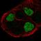 G Protein-Coupled Receptor 161 antibody, HPA072047, Atlas Antibodies, Immunofluorescence image 