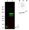 SPANX Family Member C antibody, orb344633, Biorbyt, Western Blot image 