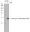 Influenza A Virus M2 antibody, NBP2-14997, Novus Biologicals, Western Blot image 