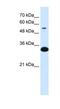 Alpha-1-B Glycoprotein antibody, NBP1-57969, Novus Biologicals, Western Blot image 