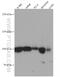 CD57 antibody, 66711-1-Ig, Proteintech Group, Western Blot image 