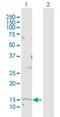 Golgin A7 antibody, H00051125-D01P, Novus Biologicals, Western Blot image 