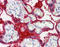 Transglutaminase 2 antibody, 30-288, ProSci, Western Blot image 