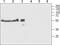 Transmembrane Protein 38B antibody, TA329060, Origene, Western Blot image 