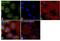 Zebrin II antibody, PA5-12317, Invitrogen Antibodies, Immunofluorescence image 