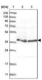 HemK Methyltransferase Family Member 1 antibody, NBP1-81019, Novus Biologicals, Western Blot image 