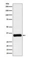 Insulin Like Growth Factor Binding Protein 2 antibody, M01373-1, Boster Biological Technology, Western Blot image 