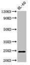 RAB5A, Member RAS Oncogene Family antibody, CSB-PA019213EA01HU, Cusabio, Western Blot image 