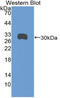 Syndecan 1 antibody, LS-C314865, Lifespan Biosciences, Western Blot image 