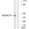 Beta-1,3-Galactosyltransferase 4 antibody, A13136, Boster Biological Technology, Western Blot image 