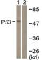 p53 antibody, LS-B7723, Lifespan Biosciences, Western Blot image 