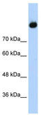 Complement C2 antibody, TA346156, Origene, Western Blot image 