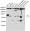 LFNG O-Fucosylpeptide 3-Beta-N-Acetylglucosaminyltransferase antibody, 22-941, ProSci, Western Blot image 
