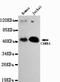 Calcium/Calmodulin Dependent Protein Kinase IV antibody, LS-C178281, Lifespan Biosciences, Western Blot image 