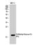 Histone H3 antibody, STJ90112, St John