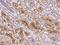 Zinc Finger Homeobox 2 antibody, 204696-T08, Sino Biological, Immunohistochemistry frozen image 