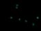 Tripartite Motif Containing 45 antibody, NBP2-46223, Novus Biologicals, Immunofluorescence image 