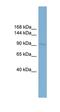 Cytochrome P450 Family 27 Subfamily A Member 1 antibody, orb325687, Biorbyt, Western Blot image 