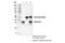 Syntaxin 4 antibody, 67657S, Cell Signaling Technology, Immunoprecipitation image 
