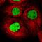 General Transcription Factor IIi antibody, HPA026638, Atlas Antibodies, Immunofluorescence image 