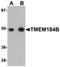 Transmembrane Protein 184B antibody, orb75396, Biorbyt, Western Blot image 