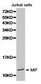 Macrophage Migration Inhibitory Factor antibody, LS-C192834, Lifespan Biosciences, Western Blot image 