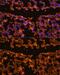 Interleukin 1 Beta antibody, GTX55675, GeneTex, Immunohistochemistry paraffin image 