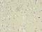 Cyclin Dependent Kinase 5 antibody, LS-C369413, Lifespan Biosciences, Immunohistochemistry frozen image 