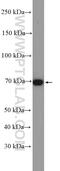 Frizzled Class Receptor 8 antibody, 55093-1-AP, Proteintech Group, Western Blot image 