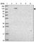 DNA Polymerase Delta 1, Catalytic Subunit antibody, HPA046524, Atlas Antibodies, Western Blot image 