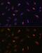 LLP Homolog, Long-Term Synaptic Facilitation Factor antibody, GTX66393, GeneTex, Immunofluorescence image 