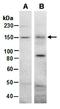 Nuclear Receptor Binding SET Domain Protein 2 antibody, orb67150, Biorbyt, Western Blot image 
