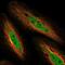 NIMA Related Kinase 10 antibody, NBP1-81991, Novus Biologicals, Immunofluorescence image 