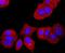 Transthyretin antibody, NBP2-67227, Novus Biologicals, Immunocytochemistry image 