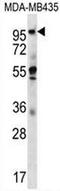 MIA SH3 Domain ER Export Factor 2 antibody, AP51114PU-N, Origene, Western Blot image 