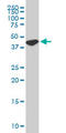 Upstream Transcription Factor 2, C-Fos Interacting antibody, LS-C133514, Lifespan Biosciences, Western Blot image 