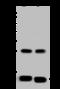 NADH:Ubiquinone Oxidoreductase Subunit A5 antibody, 203798-T44, Sino Biological, Western Blot image 