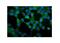 Junction Plakoglobin antibody, PB9185, Boster Biological Technology, Immunofluorescence image 