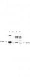Diablo IAP-Binding Mitochondrial Protein antibody, TA319299, Origene, Western Blot image 