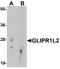 GLIPR1 Like 2 antibody, A15598, Boster Biological Technology, Western Blot image 