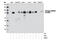 Ribosomal Protein S6 Kinase A3 antibody, 11989S, Cell Signaling Technology, Western Blot image 