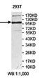 Ubiquitin Specific Peptidase 53 antibody, orb78282, Biorbyt, Western Blot image 