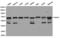 Histone Deacetylase 2 antibody, LS-C193055, Lifespan Biosciences, Western Blot image 