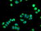 Sialic Acid Binding Ig Like Lectin 9 antibody, GTX83649, GeneTex, Immunofluorescence image 