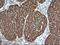 VHL Binding Protein 1 antibody, MA5-26012, Invitrogen Antibodies, Immunohistochemistry frozen image 